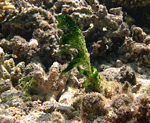 Une colonie de cyanophycées du genre Anabaena (Nostocaceae).