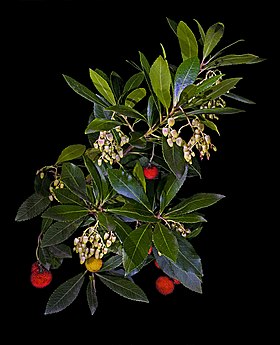 Arbutus unedo, o medronheiro.