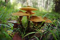 Armillaria luteobubalina