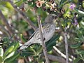 A female Audubon's warbler in winter plumage