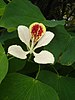 Bauhinia monandra