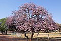 Bauhinia variegata var. variegata, South Africa