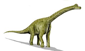 Brachiosaurus (Sauropoda)