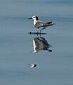 In non-breeding plumage