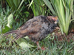 Valkokurkkupyy (Dendrortyx leucophrys)