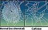 Webs built by the same spider before (left) and after taking caffeine. Image can be improved