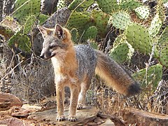 A Catalina Island Fox. Their population dwindled to 100 individuals before rebounding with the help from scientists from the USC Wrigley Institute for Environmental Studies.