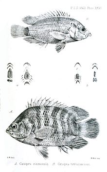 P. marginata (위) P. fasciata (아래)