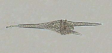 Ceratium furcoides (Dinophyceae)