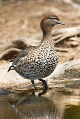 Australian Wood Duck