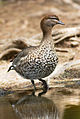 Australian wood duck