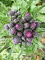 Cirsium palustre