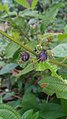 Clidemia hirta ripened fruits