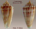 Conus mucronatus Reeve, L.A., 1843