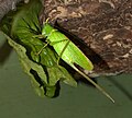 Female Conehead katydid