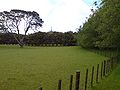 Pasturage in Cornwall park
