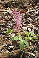 Corydalis cava