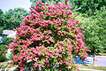 Crepe Myrtle, Lutherville, Maryland