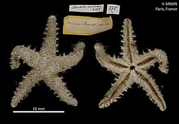 Cuenotaster involutus (holotype séché, MNHN).