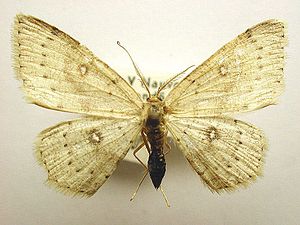 Björkgördelmätare, Cyclophora albipunctata