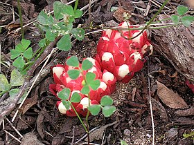 Cytinus ruber na Sardenha