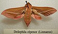 Deilephila elpenor