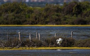 Egretta garzetta