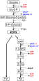 Figure 2: Entner- Doudoroff pathway