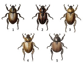 1. Epectinaspis mexicana, 2. Epectinaspis pictipennis, 3. Epectinaspis opacicollis, 4. Epectinaspis chelifera, 5. Epectinaspis moreletiana