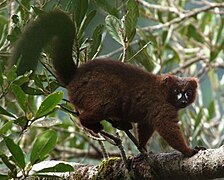 Eulemur rubriventer