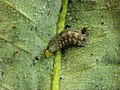 Larva