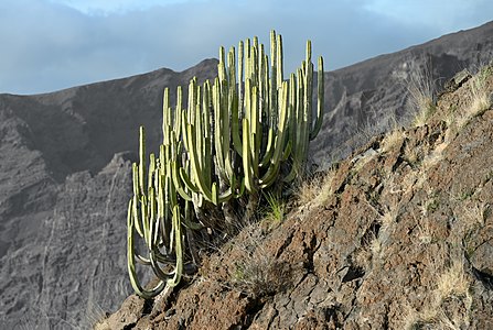 Euphorbia canariensis, by Cayambe