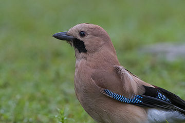 G. g. bispecularis Uttarakhand, India