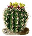 Ferocactus viridescens