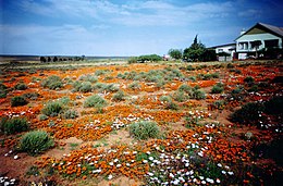 Loeriesfontein – Veduta