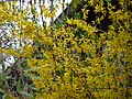 Forsythien