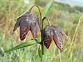 Fritillaria affinis, nota come Mission bell