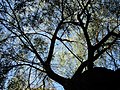 Branch of Salix babylonica