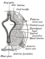 The basal plate (basal lamina) is separated from the alar plate (alar lamina) by the sulcus limitans (unlabeled).