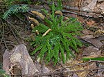 Lycopodium dendroideum