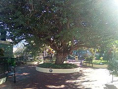 Parque del Árbol Histórico del Guatapaná