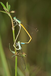 Ischnura rubilio mating pair