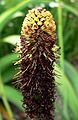 Kniphofia brachystachya