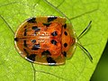 Laccoptera impressa, Australia