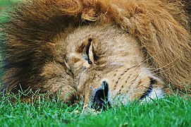 A lion resting.