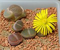 A Lithops species, showing its decussate growth in which a single pair of leaves is replaced at a time, leaving just one live active pair of leaves as the old pair withers