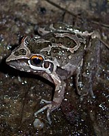 Litoria freycineti