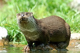 Grâce à de puissantes pattes palmées (avant et arrière), la loutre est une excellente nageuse, mais elle se déplace aussi volontiers à terre, le long des berges ou à proximité.