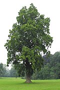 Tulipier de Virginie (Liriodendron tulipifera)