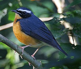 Rufous crowned